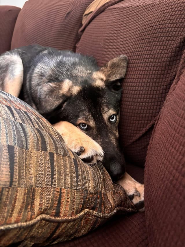 Blu the Husky/ Shepherd media 5