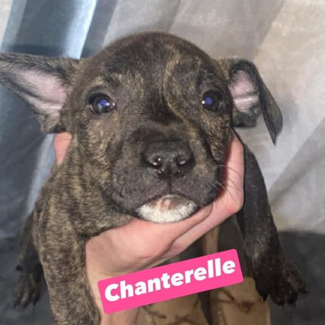 Chanterelle media 3
