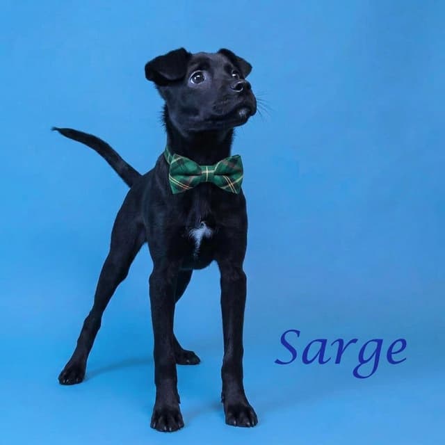 Sarge D26-125 media 6