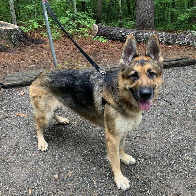 Risha media 3