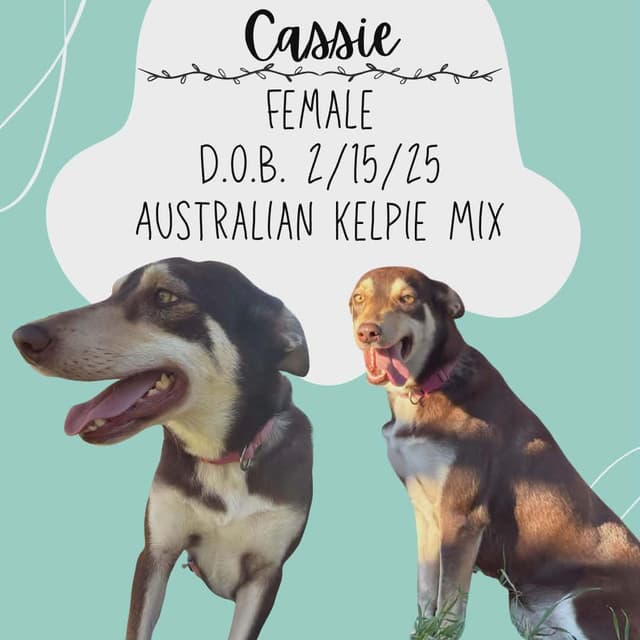 Cassie media 3