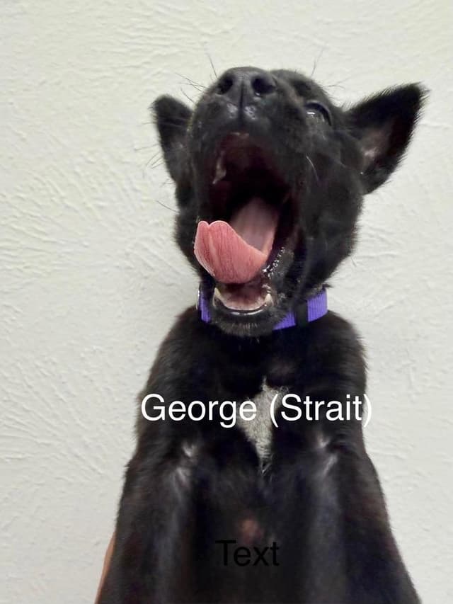 Texas Legends Litter- George (Purple Collar) media 2