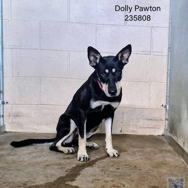 Dolly Pawton media 5