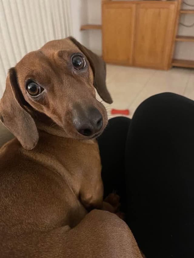 Mabel (courtesy post) media 3
