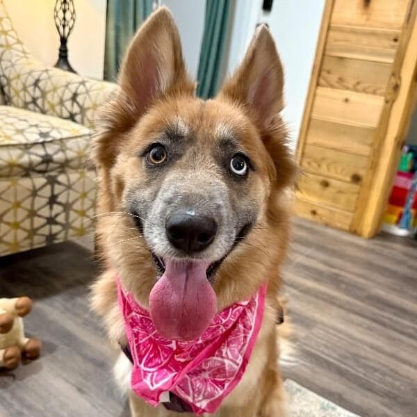 Shasha Honey the Gorgeous Good Girl media 5
