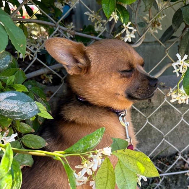 Mary Puppins media 4