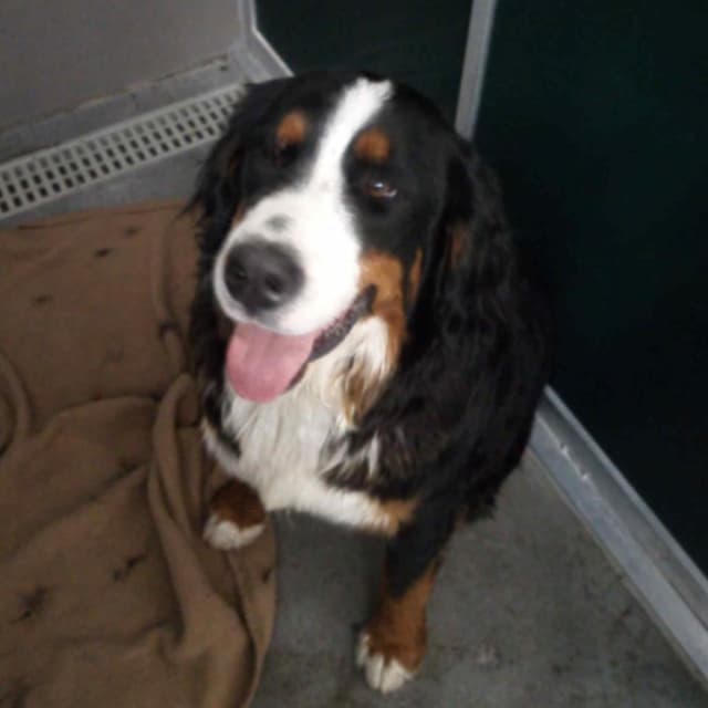 Everest (BC-Stray-32796) CLARA on FB media 2