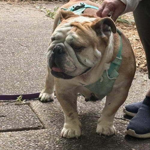 Penelope (Penny) media 4