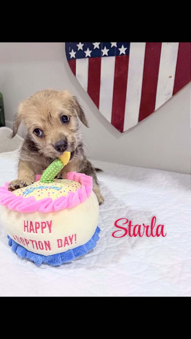 Starla media 2