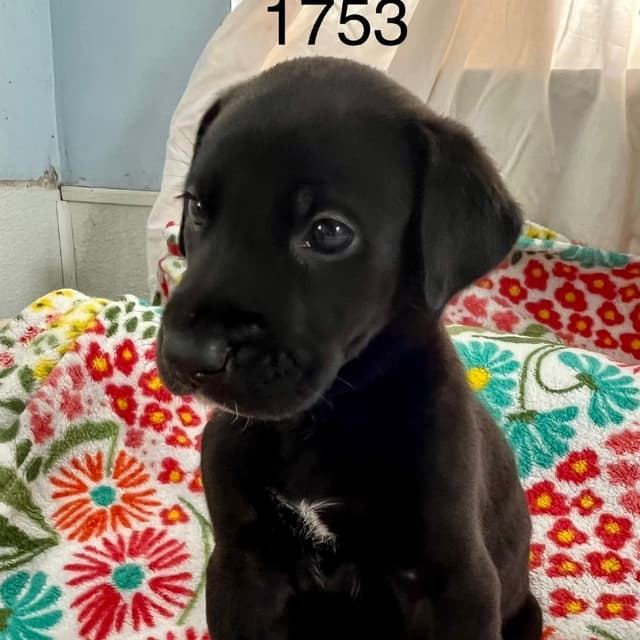 STERLING 1753 media 2