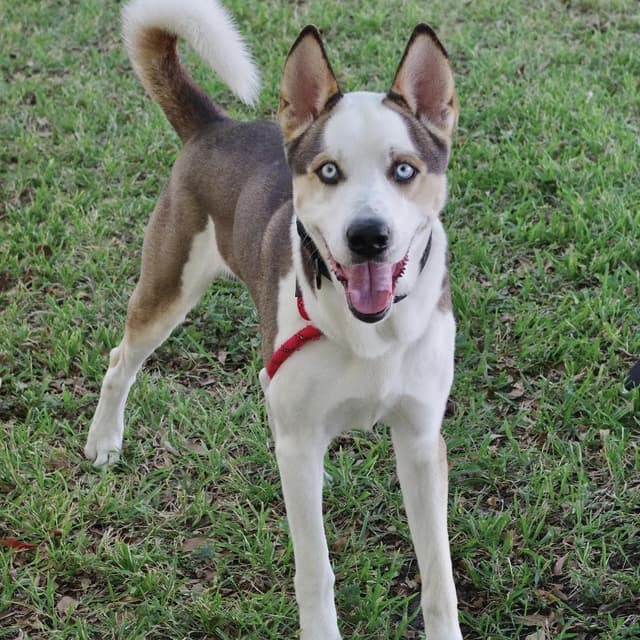 Balto media 2