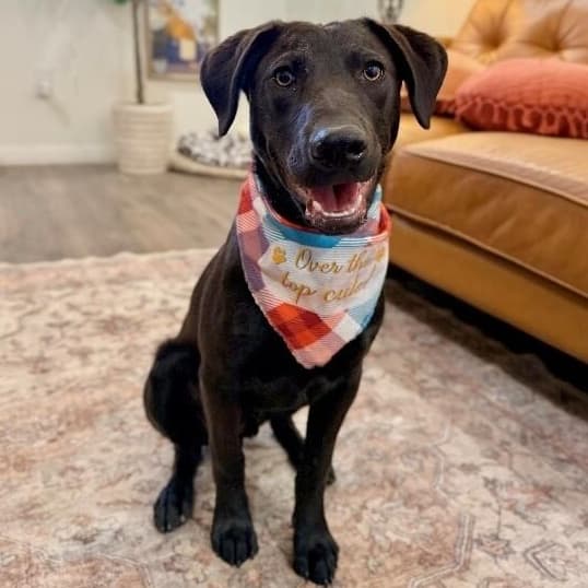 Jakey Baby The Lab Everyone Loves media 5