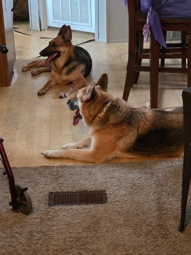Princess ( cat friendly small dog friendly ) media 2