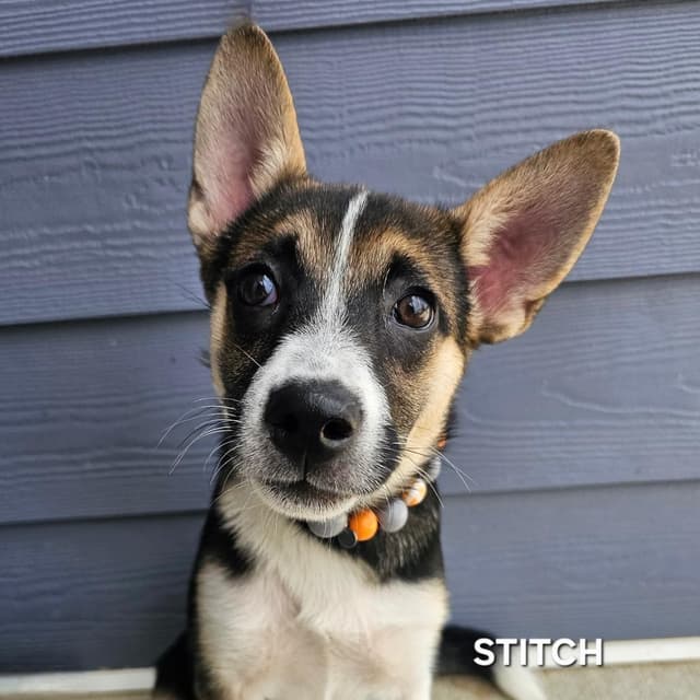 Stitch media 2