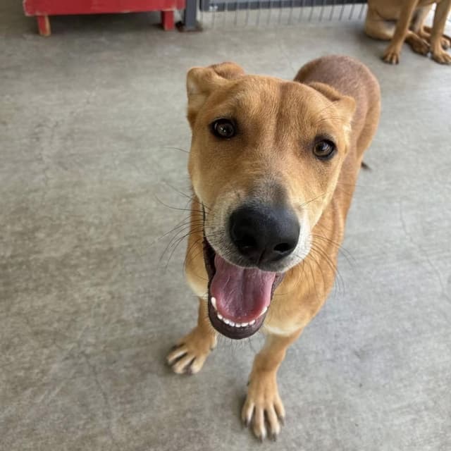 Madelyn - 100 adoption fee media 5