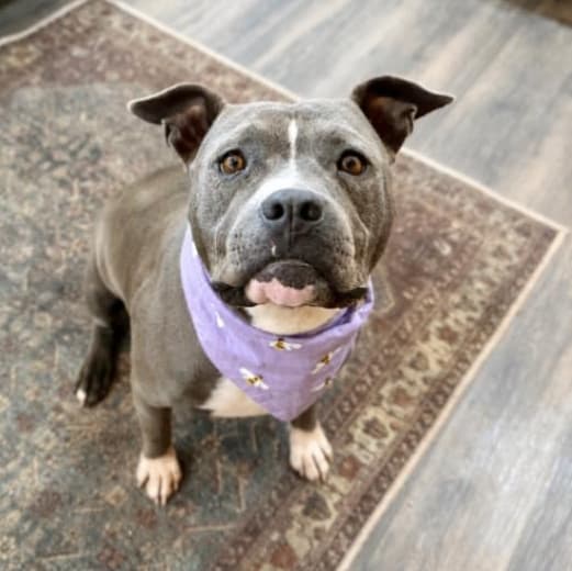 Aza Lou the Land Seal Sweetheart media 5