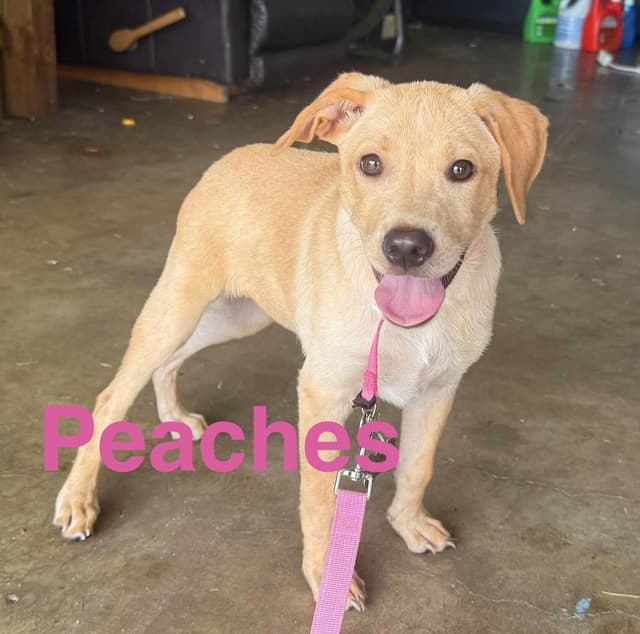 Peaches media 5