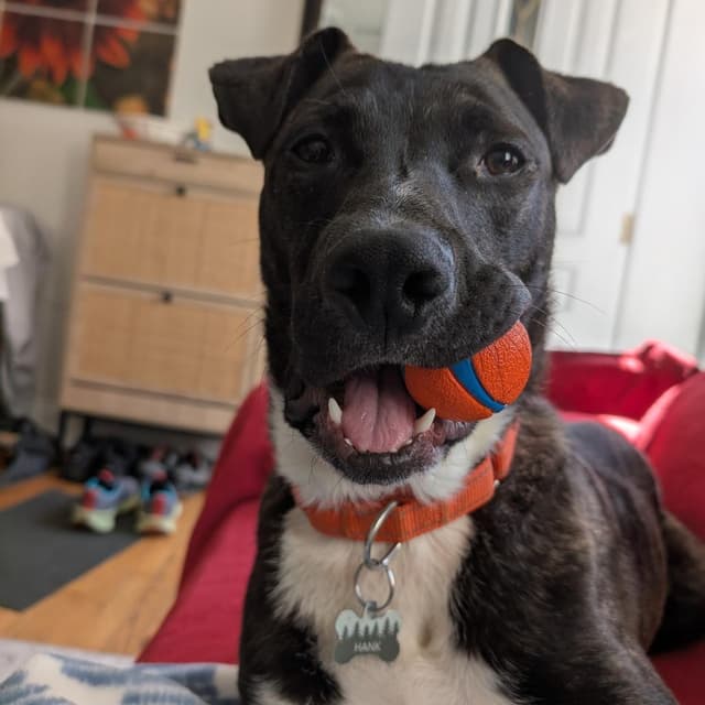 Hank **Courtesy Post** media 2