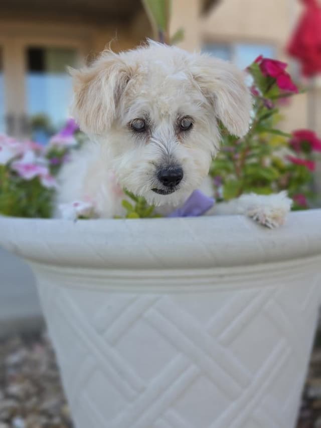 Pixie **Available for Foster-to-Adopt** media 3
