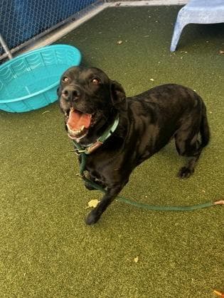 Jerry - Available in Foster media 2
