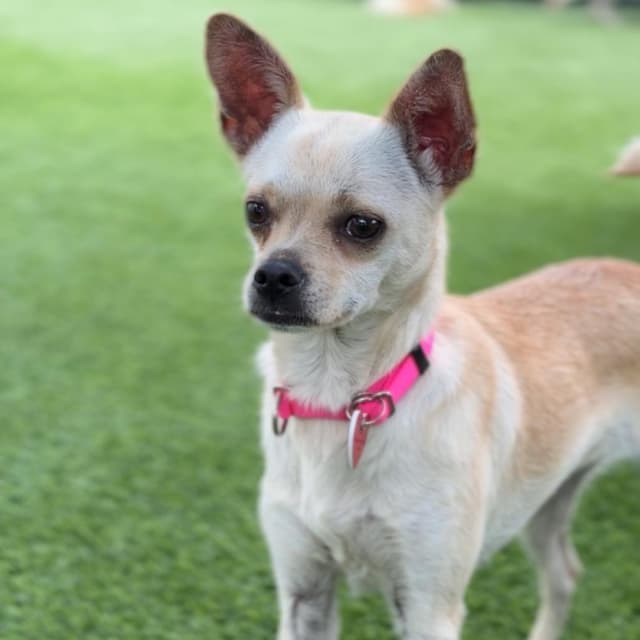 Lady A2280108 media 6