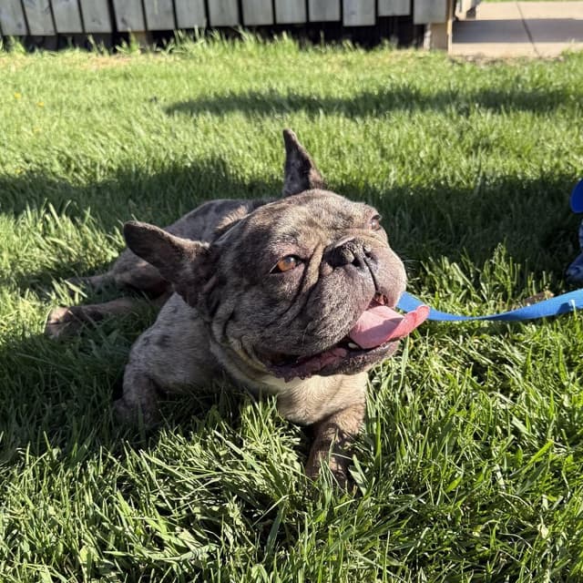Gerardo--In Foster***ADOPTION PENDING*** media 3