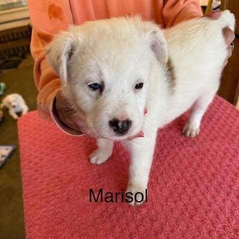 Marisol (M Litter)*adoption Pending* media 2