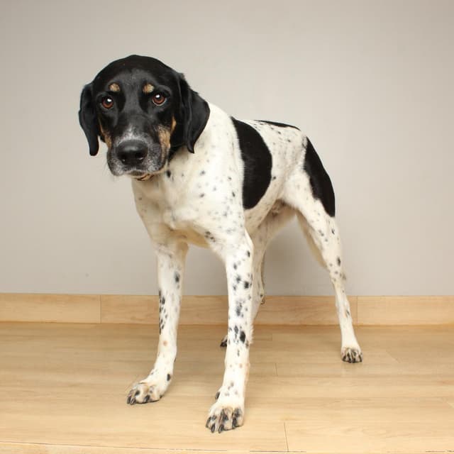 Milo D69915 media 4