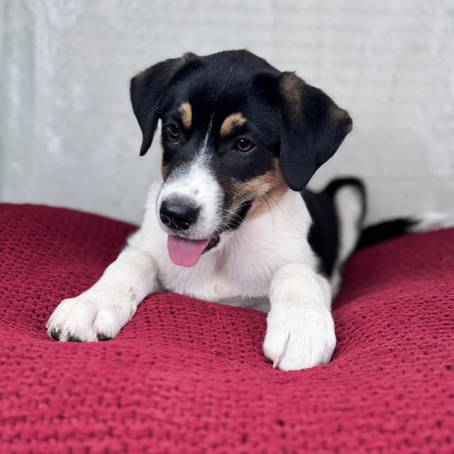 Marley (sponsored 100.00 adoption fee) media 3