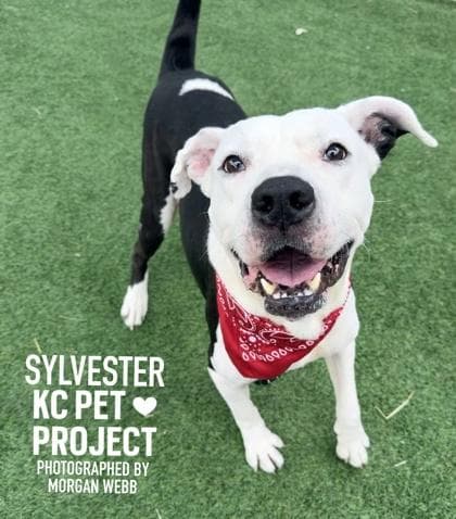 Sylvester media 3