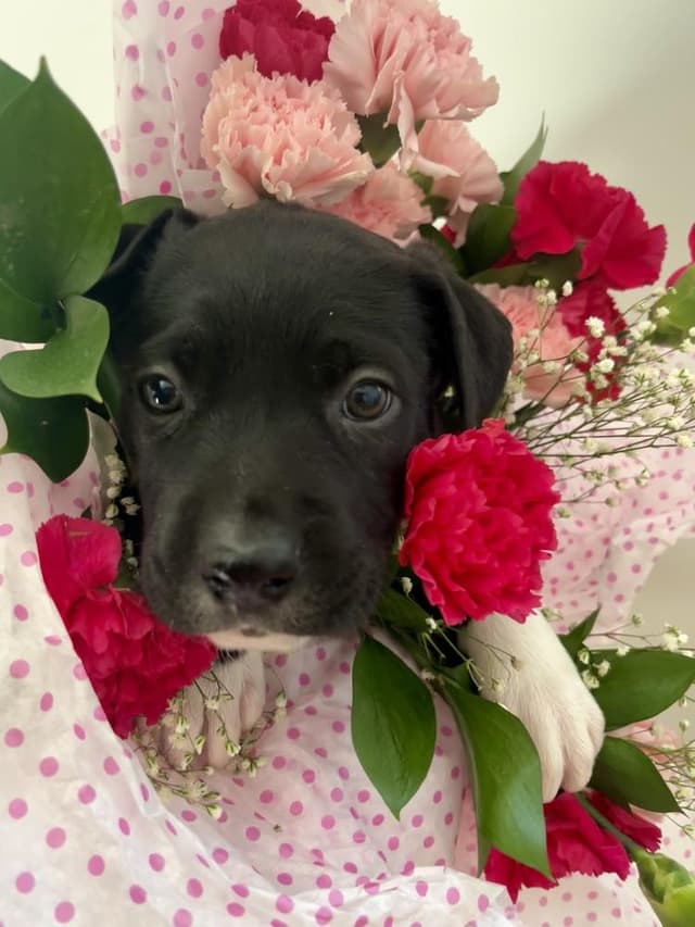 BookTok Fantasy Litter - Pax - Located in Florida media 2