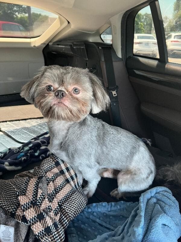 Diggie Doodlebug Hoverfluff media 5