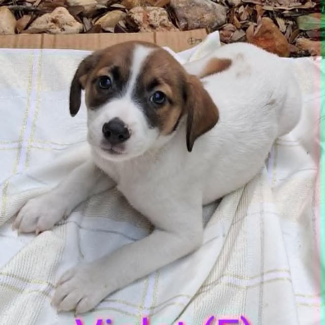 Violet MW media 3