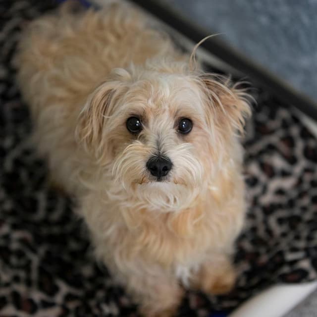 Sammy (MY26-102) media 4