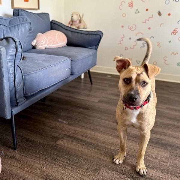 Rainie Baby the pocket sized Pittie lady loves to play with the littles media 2