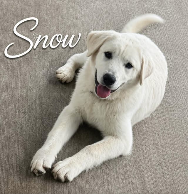 Snow media 2