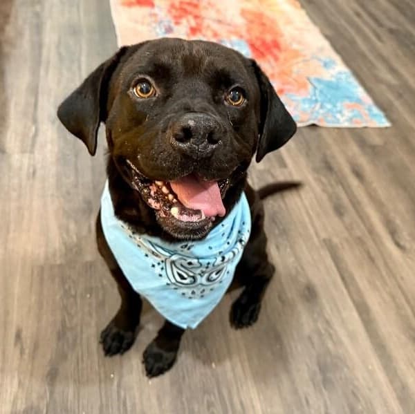Bubba Bear With The Toothless Smile media 5
