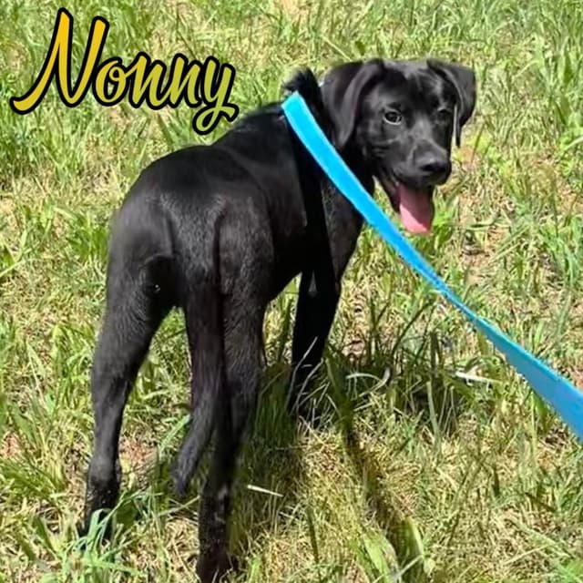Nonny media 2