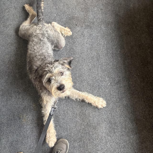 Theo (Benefactor Dog) media 3