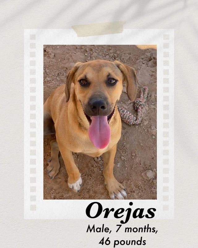 Orejas media 2