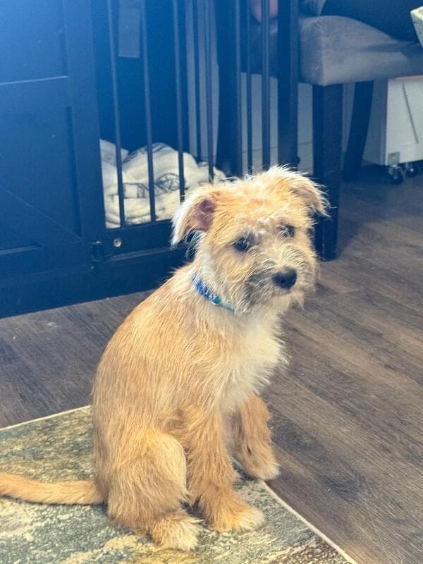 Miles the Most Precious Scruffy media 3