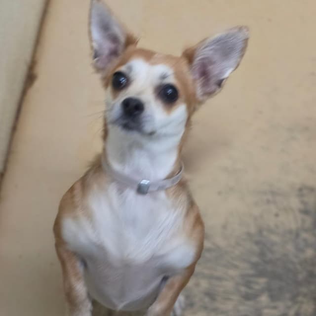Tilly - Chino Hills Location media 3