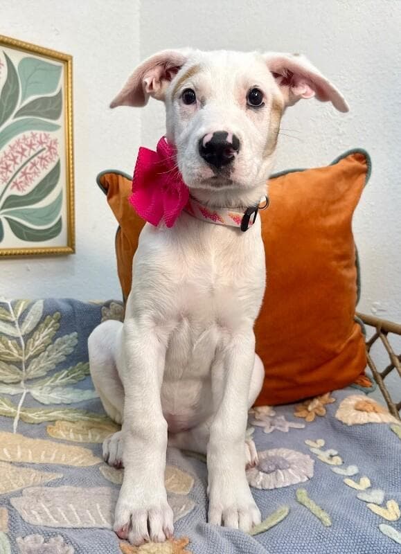 Lilly Mae Penelope media 3