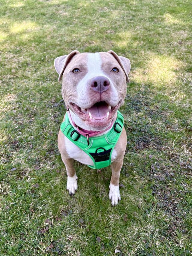 Heather Locklear media 2