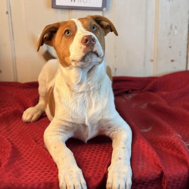 Doocy (100 adoption fee) media 3