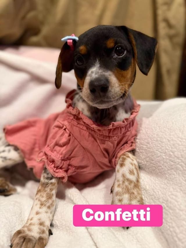 Confetti media 2