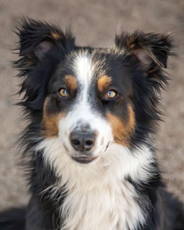 TROY **Pending Adoption** media 3
