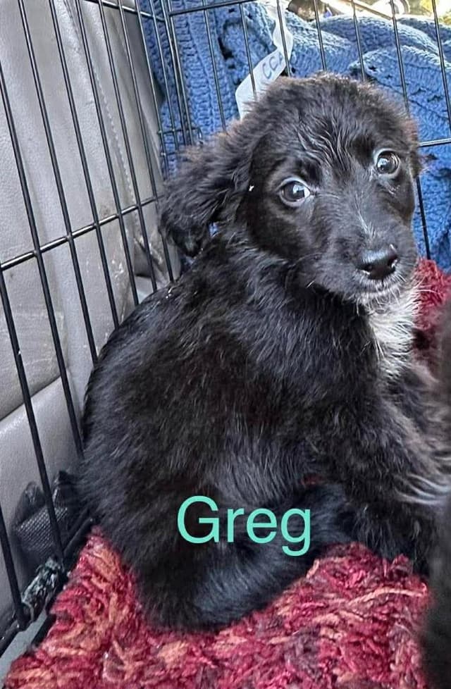 Greg media 3