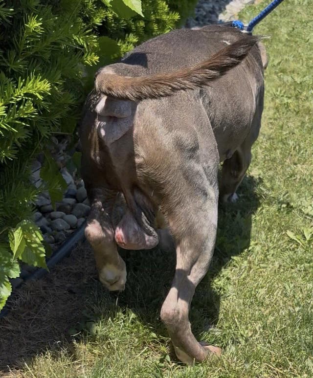 Zeus *HOSPICE looking for a special home* media 2