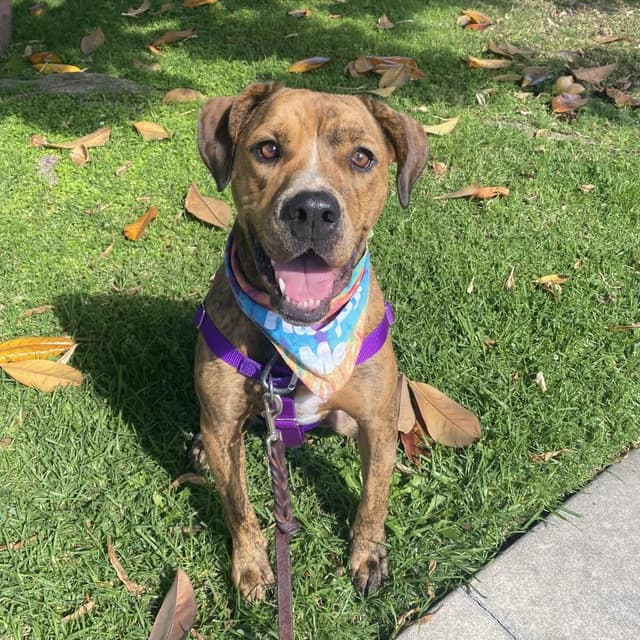Sydney (Frida) media 2